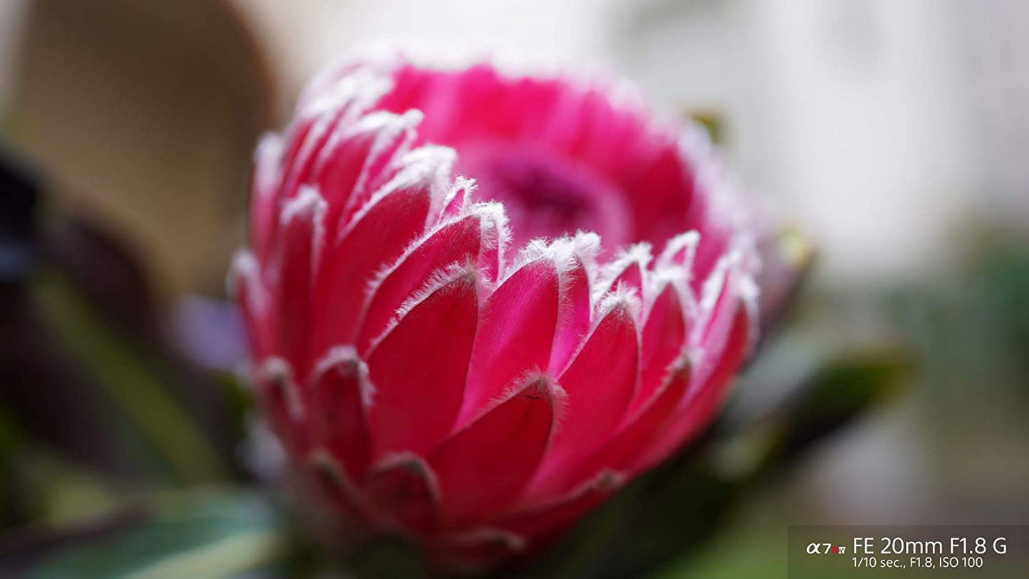 Sony FE 20mm F1.8 G Full-frame Large-aperture Ultra-wide Angle G Lens - SEL20F18G