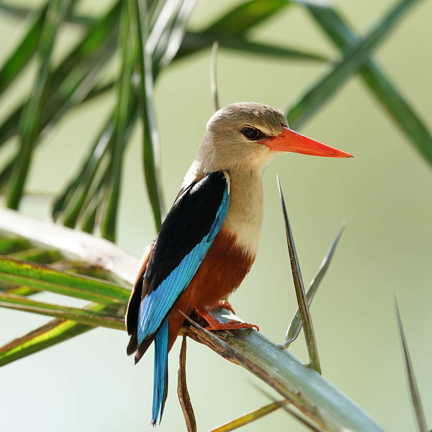 Sony FE 600mm F4 GM Super Telephoto Lens - SEL600F40GM